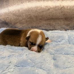 Diesel - White and red male Pembroke Welsh Corgi puppy in Ohio from Canal Corgis
