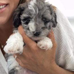 Merle Parti Male - Merle male Goldendoodle puppy in Clarksville, Tennessee from Tennessee Goldendoodles, since 2014