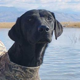 Labrador Retrievers from Nicole's Labs