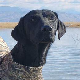 Labrador Retrievers from Nicole's Labs