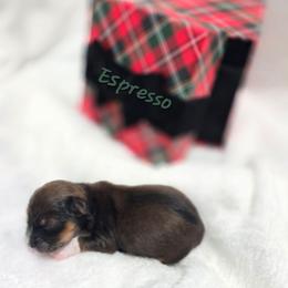 Espresso - Red sable male Havanese puppy in Pelham, Alabama from Havanese Cuban Cuties