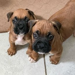 Boxer Puppies from Big Dawg Plantation