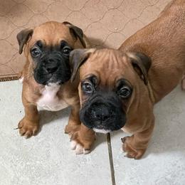 Boxer Puppies from Big Dawg Plantation