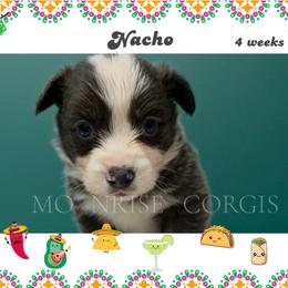 Nacho - Gray and white male American Corgi puppy in Mansfield, Ohio from Moonrise corgis
