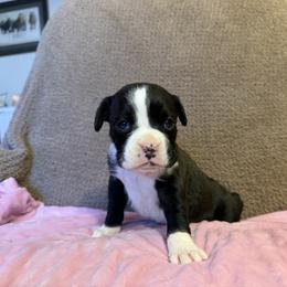 Girl 1 - Brindle female Boxer puppy in Prestonsburg, Kentucky from Bre’s Boxers