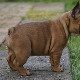 French Bulldog and Labrador Retriever Puppies from Frenchies & Labs