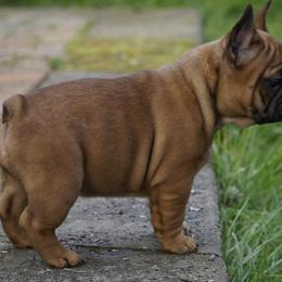 French Bulldog and Labrador Retriever Puppies from Frenchies & Labs