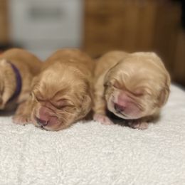 Dachshund and Golden Retriever Puppies from Wyo Dachshunds & Goldens