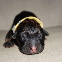 Sundae - Sable female German Shepherd puppy in Pickens, South Carolina from Von Maqqedah Haus German Shepherds