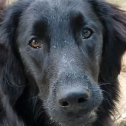 Handfull - Flat-Coated Retriever