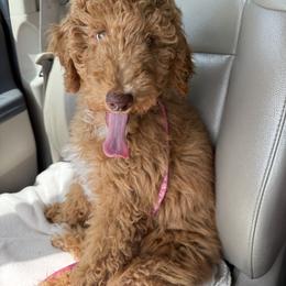 Trixie - Red  female Poodle puppy in Williamsburg, Ohio from Iaroli’s  Small Standard Poodles