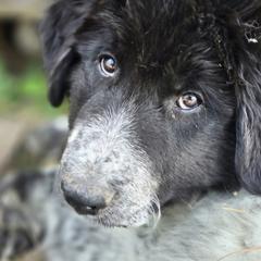 T23 Xana - Colorado Mountain Dog puppy from Tierhaus 23