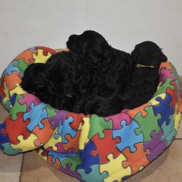 Portuguese Water Dogs from Panion PWDs