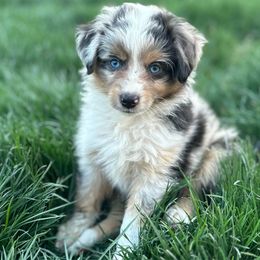 Male 4 - Blue merle Miniature Australian Shepherd puppy in Visalia, California from Furrever.Mini.Aussies.llc