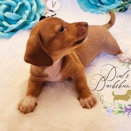 Dachshunds from Brewer’s Mini Doxies