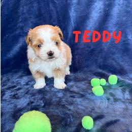 TEDDY (Lucky's Filled With Love) - Red male Havanese puppy in Fielding, Utah from LUCKY HAVANESE