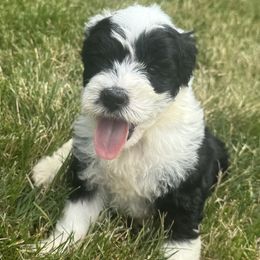Sheepadoodle puppies from Animal Crackers