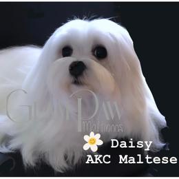 Daisy - Maltese