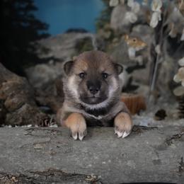 Turquoise Collar - Red sesame female Shikoku Ken puppy in Pennsylvania from Aoiyama Sou Shikoku Kennel