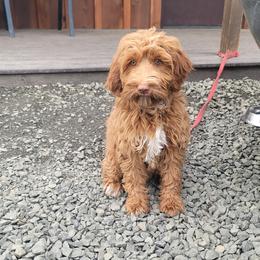 Female 3 - Caramel red female Australian Labradoodle puppy in Aumsville, Oregon from Country Morning Labradoodles