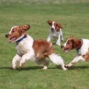 Welsh Springer Spaniels from BriarRose English and Welsh Springers