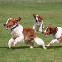 Welsh Springer Spaniels from BriarRose English and Welsh Springers
