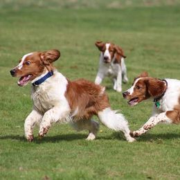 Welsh Springer Spaniels from BriarRose English and Welsh Springers