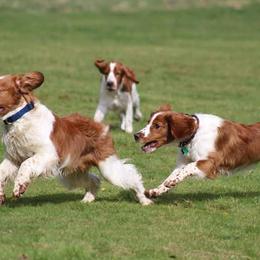 Welsh Springer Spaniels from BriarRose English and Welsh Springers