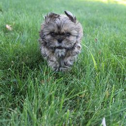 Boy 4 - Gold male Shih Tzu puppy in Craig, Colorado from Rocky Mountain Shih Tzus and Dry Creek Miniature Dachshunds