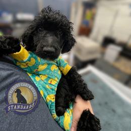 Poodle Puppies from Impressive Cartwright Standards