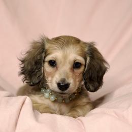 Dory price is 5000dollars - Cream female Dachshund puppy in Crystal, Michigan from Mare-bella Dachshunds