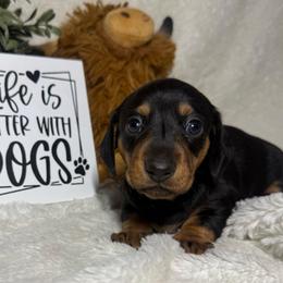 Velvet - Black and tan female Dachshund puppy in Gerber, California from Red Dirt Doxies
