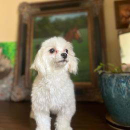 Elara - Maltese