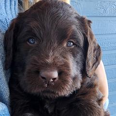 Labradoodles from Raising Aces Puppies