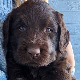 Labradoodles from Raising Aces Puppies