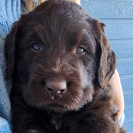 Labradoodles from Raising Aces Puppies