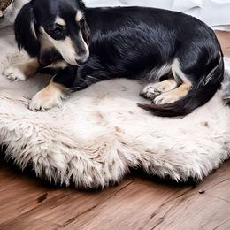 Pepper - Dachshund