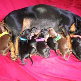 Dachshund Puppies from Muffin Meadows Doxies