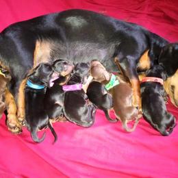Dachshund Puppies from Muffin Meadows Doxies