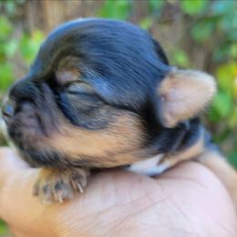 Pixie - Black and tan female Yorkshire Terrier puppy in Jacksonville, Florida from Lisa's Yorkshire Terriers