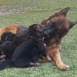German Shepherds from Irina Viirand