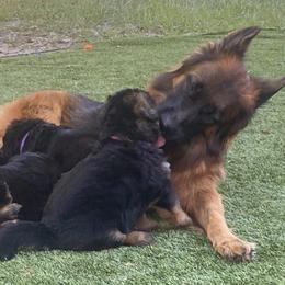 German Shepherds from Irina Viirand
