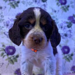 Jack - Liver white and tan male English Springer Spaniel puppy in Crawford, Tennessee from Lilly Lane Spaniels