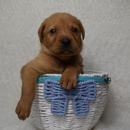 Light Blue Boy - Yellow male Labrador Retriever puppy in Angola, Indiana from Reniers Labrador Retrievers