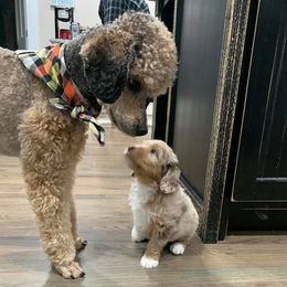 Aussiedoodles from Fetch Love Farms