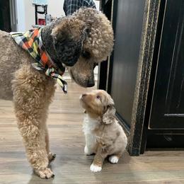 Aussiedoodles from Fetch Love Farms