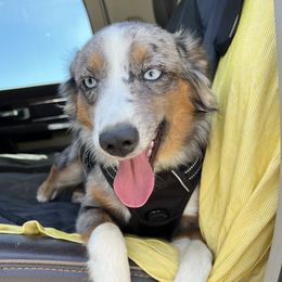 Mia - Miniature Australian Shepherd