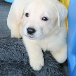 Girl - Yellow female Labrador Retriever puppy in Lakeside, California from Labs To Love