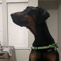 Hera - Doberman Pinscher