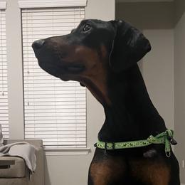 Hera - Doberman Pinscher